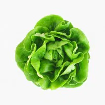 Fresh Broccoli